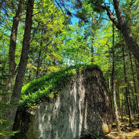 How to Foster the Entrepreneurial Mindset to Grow and Scale Your Business Ft. TruCut Mills & Fox Forestry LLC