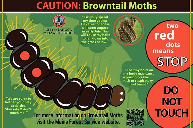 Brown-tail moth: A big health concern in Maine