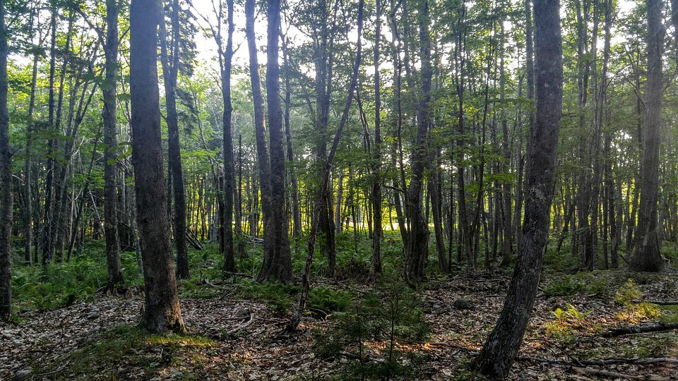 CAPE ROAD IN MAINE