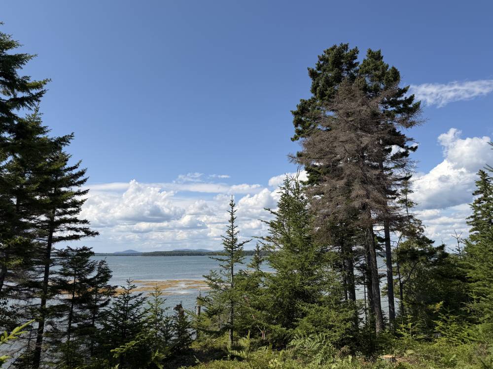 Shoreline Hemlock Stabilization