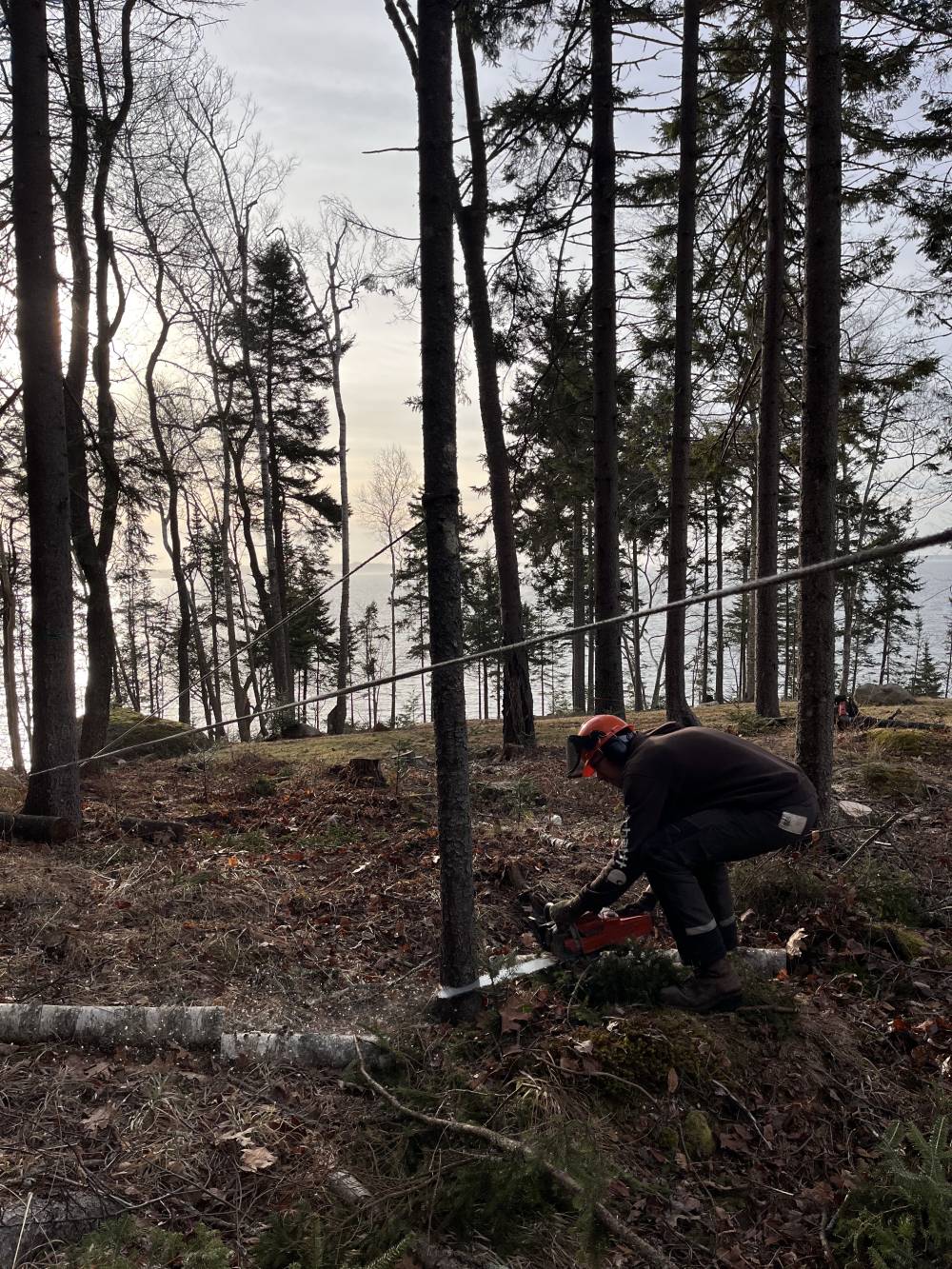 Tree Removal & Pruning