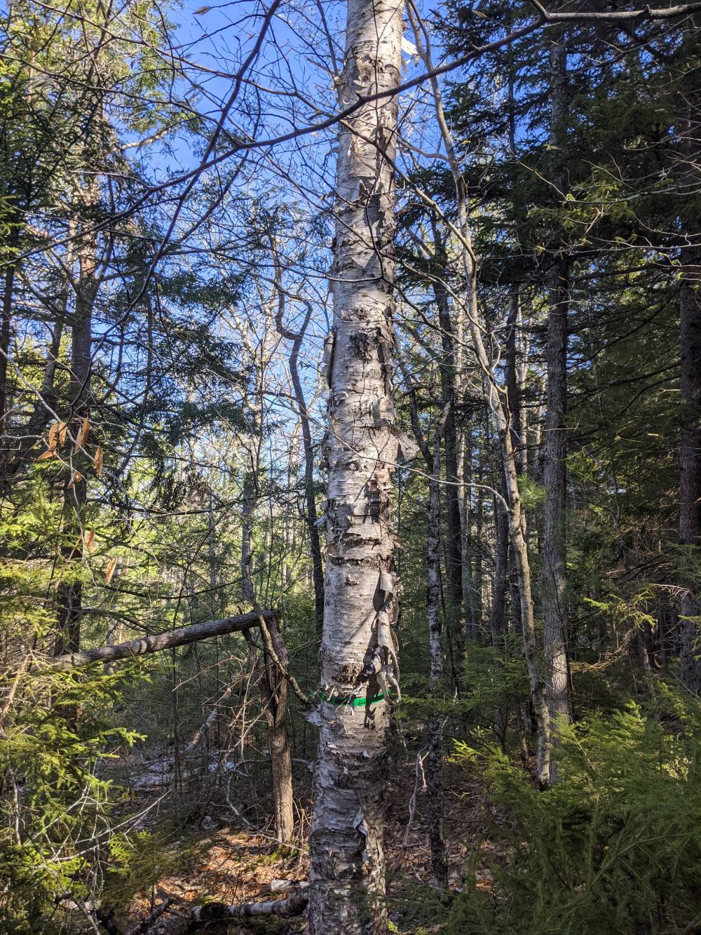 Hardwood Stand Weeding