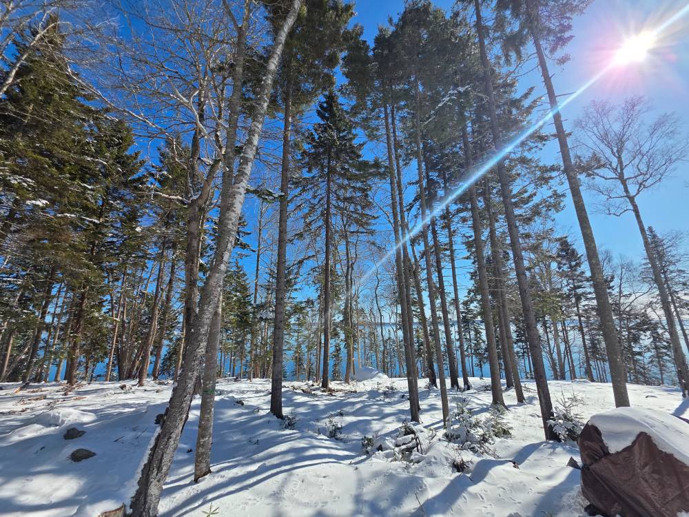 White Pine Crop Tree Release
