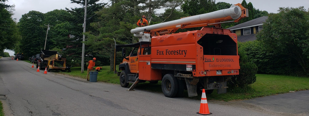 Expert Tree Removal, Pruning, & Emergency Services Maine